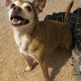 Entry image for Ollie