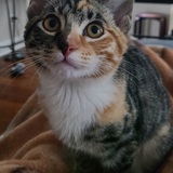 Entry image for Bogey