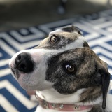 Entry image for Harlow