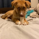 Entry image for Remy