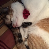 Entry image for Stella