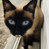 Entry image for Sesame