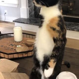 Entry image for Rosie