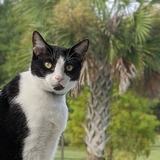 Entry image for Pinto