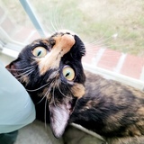 Entry image for Nova