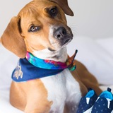 Entry image for Betsy