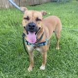 Entry image for Henry