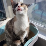 Entry image for Daisy