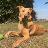 Entry image for Leeloo Dallas