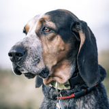 Entry image for Homer