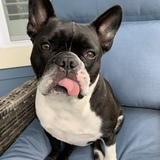 Entry image for Buster