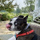 Entry image for Norton