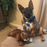 Entry image for Teddy 