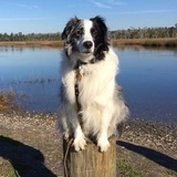 Entry image for Tazz