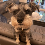 Entry image for Turbo aka junkyard 