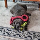 Entry image for Fiona