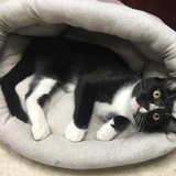 Entry image for Ivar the Adorable