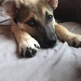 Entry image for T’Chaka