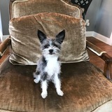 Entry image for Zoey