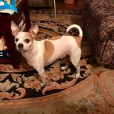 Entry image for Hambone 