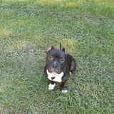 Entry image for Black Betty