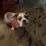 Entry image for Henry 