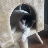 Entry image for Buddy Rose