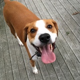 Entry image for Charlie 