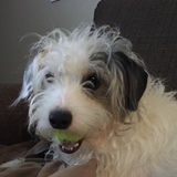 Entry image for Phoebe