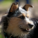 Entry image for Lupin