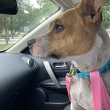 Entry image for Pearl