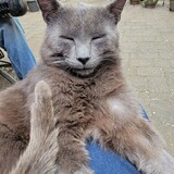 Entry image for Baxter