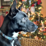 Entry image for Roscoe