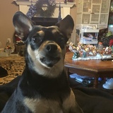 Entry image for Buddy