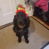 Entry image for Axel