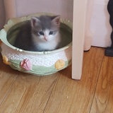 Entry image for Mittens