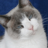 Entry image for Folly