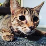 Entry image for Gwen