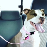 Entry image for Sheba