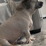 Entry image for Hammie