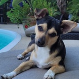 Entry image for Ollie Boy