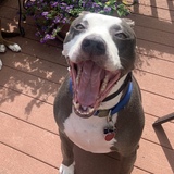 Entry image for Ollie