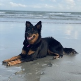 Entry image for Indiana Jones