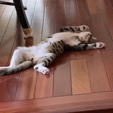 Entry image for Ziggy