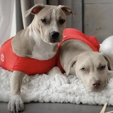 Entry image for Stone