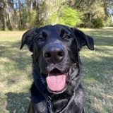 Entry image for Attie