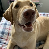 Entry image for Louie