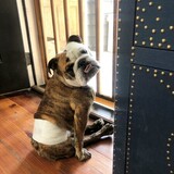 Entry image for Lancelot