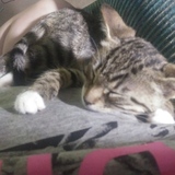 Entry image for 4Paws