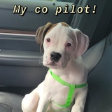 Entry image for Kami